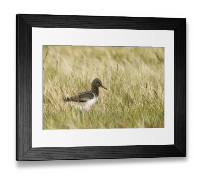 Framed Print : Eurasian Oystercatcher (Haematopus ostralegus) chick, standing in grass, Yell, Shetland Islands, Scotland Framed Print : Eurasian Oystercatcher (Haematopus ostralegus) chick, standing in grass, Yell, Shetland Islands, Scotland