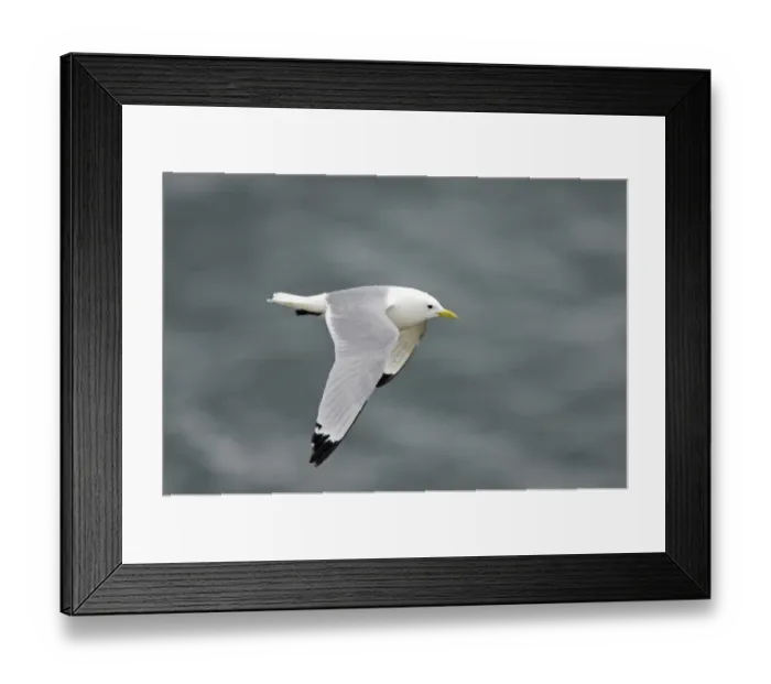 Framed Print : Kittiwake (Rissa tridactyla) adult, in flight over sea, Fowlsheugh RSPB Reserve, Kincardineshire, Grampian, Scotland Framed Print : Kittiwake (Rissa tridactyla) adult, in flight over sea, Fowlsheugh RSPB Reserve, Kincardineshire, Grampian, Scotland