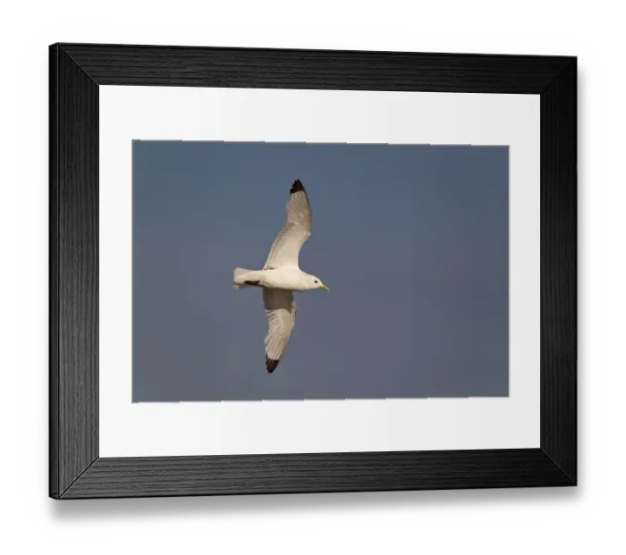 Framed Print : Black-legged Kittiwake (Rissa tridactyla) adult, in flight, Minsmere RSPB Reserve, Suffolk, England, july