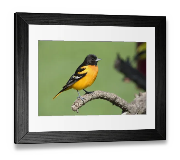 Framed Print : Baltimore Oriole (Icterus galbula) adult male, perched on twig, North Dakota, U. S. A. may