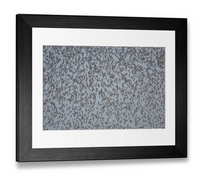 Framed Print : Knot (Calidris canutus) flock, mass in flight over high tide roost, The Wash, Snettisham, Norfolk, England, september Framed Print : Knot (Calidris canutus) flock, mass in flight over high tide roost, The Wash, Snettisham, Norfolk, England, september