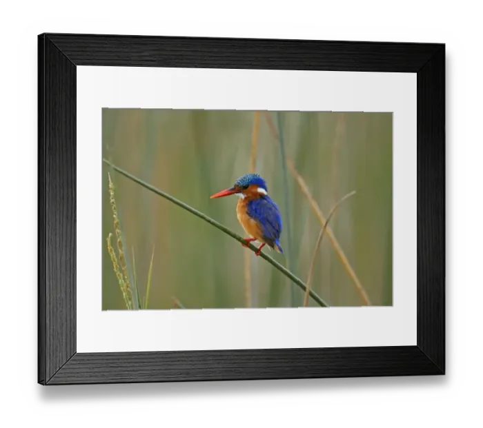 Framed Print : Malachite Kingfisher (Alcedo cristata) adult, perched on stem, Lake Awassa, Great Rift Valley, Ethiopia Framed Print : Malachite Kingfisher (Alcedo cristata) adult, perched on stem, Lake Awassa, Great Rift Valley, Ethiopia