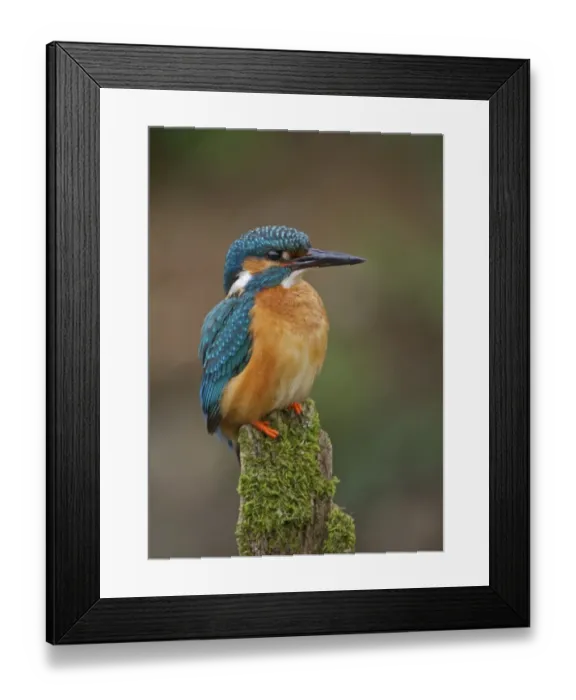 Framed Print : Common Kingfisher (Alcedo atthis) adult male, perched on moss covered stump, River Urr, Dalbeattie, Dumfries and Galloway, Scotland, june Framed Print : Common Kingfisher (Alcedo atthis) adult male, perched on moss covered stump, River Urr, Dalbeattie, Dumfries and Galloway, Scotland, june