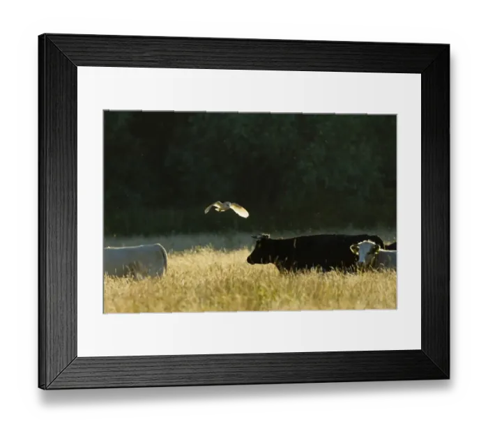 Framed Print : Barn Owl (Tyto alba) adult, in flight, hunting over grazing marsh with domestic cattle, Cley, North Norfolk, England, july