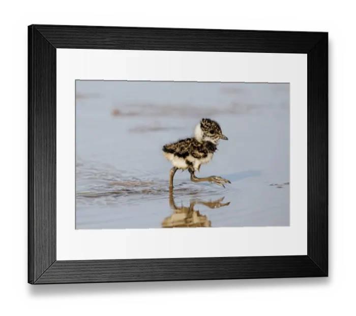 Framed Print : Northern Lapwing (Vanellus vanellus) chick, walking in shallow water, Midlands, England, april Framed Print : Northern Lapwing (Vanellus vanellus) chick, walking in shallow water, Midlands, England, april
