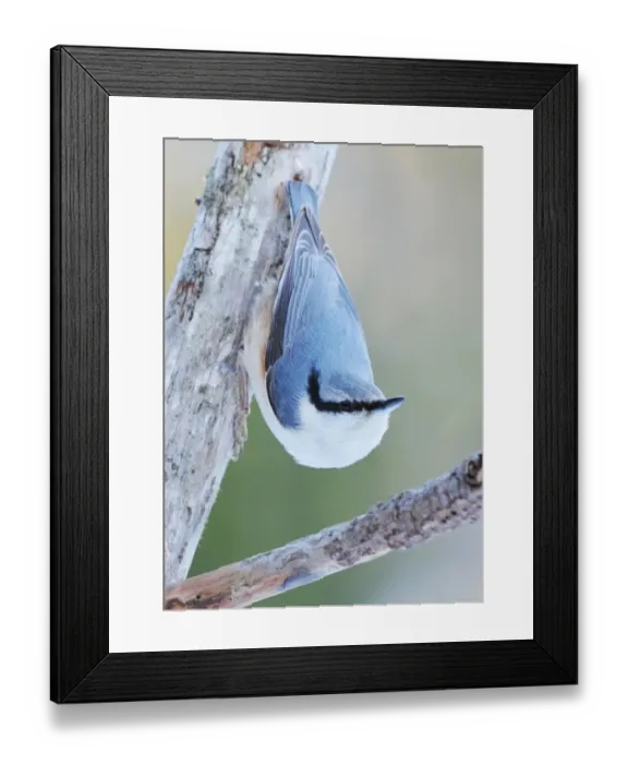 Framed Print : European Nuthatch (Sitta europaea europaea) adult male, clinging to branch, Sweden, january Framed Print : European Nuthatch (Sitta europaea europaea) adult male, clinging to branch, Sweden, january