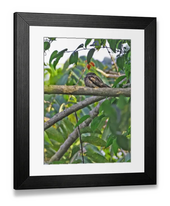 Framed Print : Grey Nightjar (Caprimulgus indicus) adult, roosting on branch, Krung Ching, Thailand, february Framed Print : Grey Nightjar (Caprimulgus indicus) adult, roosting on branch, Krung Ching, Thailand, february