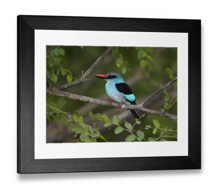 Framed Print : Blue-breasted Kingfisher (Halcyon malimbica) adult, perched on branch, Niokolo-Koba, Senegal, february Framed Print : Blue-breasted Kingfisher (Halcyon malimbica) adult, perched on branch, Niokolo-Koba, Senegal, february
