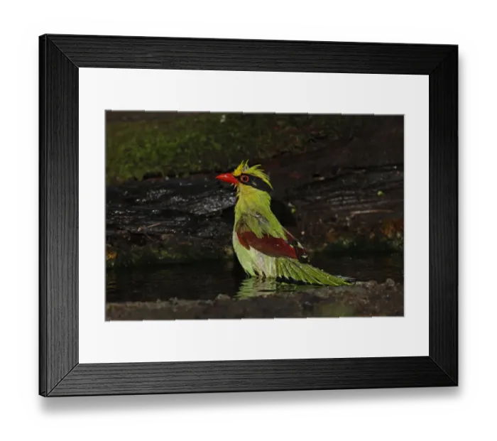Framed Print : Common Green Magpie (Cissa chinensis chinensis) adult, bathing in forest pool, Kaeng Krachan N. P. Thailand, november Framed Print : Common Green Magpie (Cissa chinensis chinensis) adult, bathing in forest pool, Kaeng Krachan N. P. Thailand, november