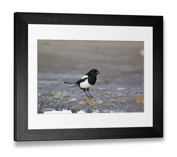 Framed Print : Common Magpie (Pica pica) adult, calling, standing on shore, Suffolk, England, february Framed Print : Common Magpie (Pica pica) adult, calling, standing on shore, Suffolk, England, february