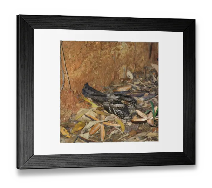 Framed Print : Large-tailed Nightjar (Caprimulgus macrurus) adult, sitting on nest with two young, Australia Framed Print : Large-tailed Nightjar (Caprimulgus macrurus) adult, sitting on nest with two young, Australia