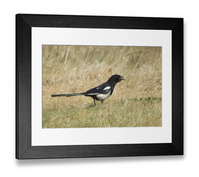Framed Print : Common Magpie (Pica pica) adult, feeding on ground, Minsmere RSPB Reserve, Suffolk, England, june Framed Print : Common Magpie (Pica pica) adult, feeding on ground, Minsmere RSPB Reserve, Suffolk, England, june