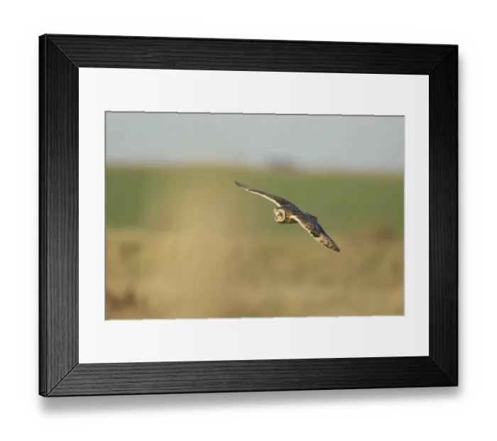 Framed Print : Short-eared Owl (Asio flammeus) adult, in flight, hunting over rough grassland, Isle of Sheppey, Kent, England, december Framed Print : Short-eared Owl (Asio flammeus) adult, in flight, hunting over rough grassland, Isle of Sheppey, Kent, England, december