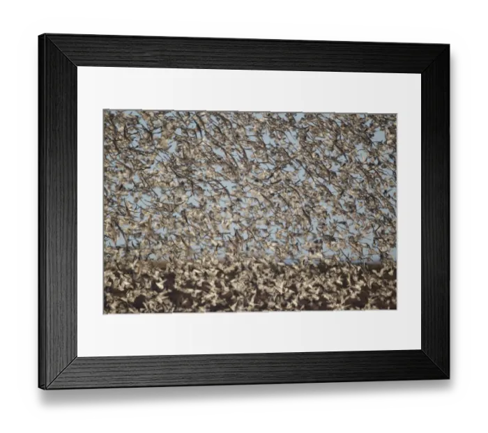 Framed Print : Knot (Calidris canutus) flock, mass in flight at roost, Snettisham RSPB Reserve, Norfolk, England, march Framed Print : Knot (Calidris canutus) flock, mass in flight at roost, Snettisham RSPB Reserve, Norfolk, England, march