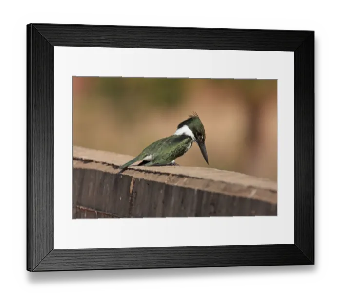 Framed Print : Amazon Kingfisher (Chloroceryle amazona) adult female, perched on wall, Pixaim, Mato Grosso, Brazil, august Framed Print : Amazon Kingfisher (Chloroceryle amazona) adult female, perched on wall, Pixaim, Mato Grosso, Brazil, august