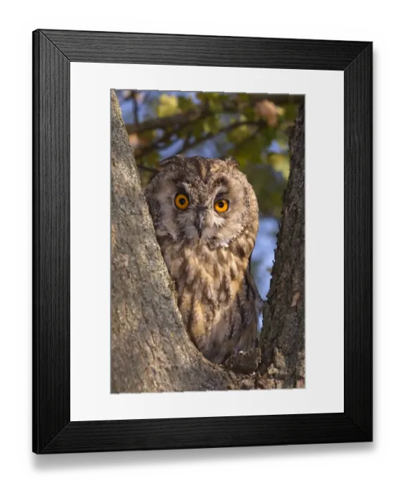 Framed Print : Long-eared Owl (Asio otus) adult, roosting in tree, Villalvernia, Alessandria, Piedmont, Italy, august Framed Print : Long-eared Owl (Asio otus) adult, roosting in tree, Villalvernia, Alessandria, Piedmont, Italy, august