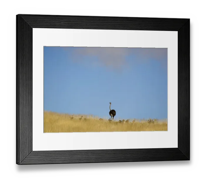 Framed Print : Ostrich (Struthio camelus) adult female with chicks, standing in grass, Namib Desert, Namibia Framed Print : Ostrich (Struthio camelus) adult female with chicks, standing in grass, Namib Desert, Namibia