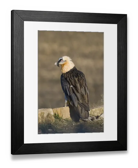Framed Print : Lammergeier (Gypaetus barbatus) adult, standing on rock, Aren, Pyrenees, Spain, january Framed Print : Lammergeier (Gypaetus barbatus) adult, standing on rock, Aren, Pyrenees, Spain, january