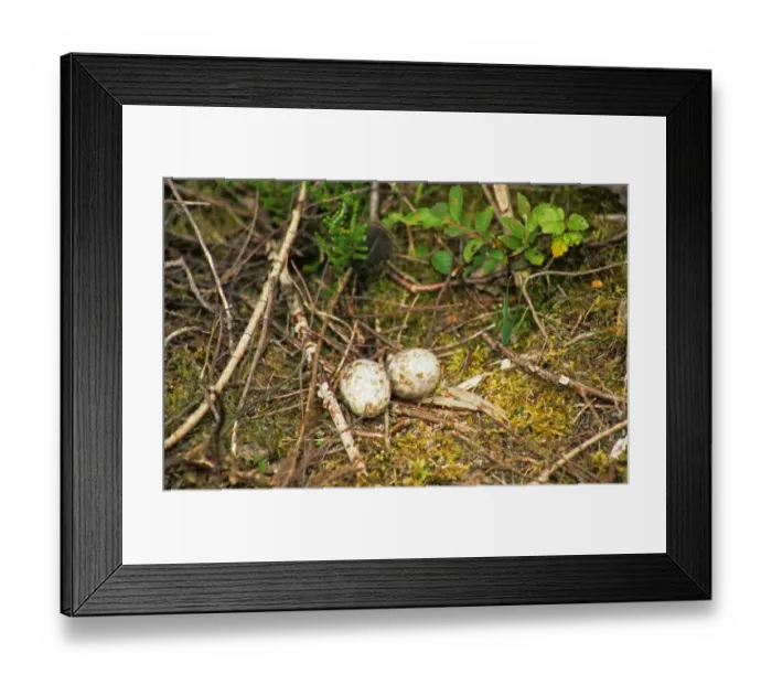 Framed Print : Eurasian Nightjar (Caprimulgus europaeus) two eggs in nest, Decoy Heath Reserve, Berkshire, England Framed Print : Eurasian Nightjar (Caprimulgus europaeus) two eggs in nest, Decoy Heath Reserve, Berkshire, England