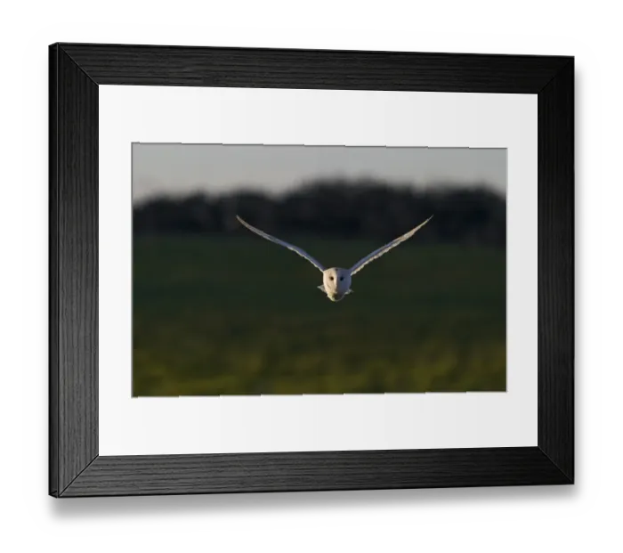 Framed Print : Barn Owl (Tyto alba) adult, in flight, hunting, North Norfolk, England, december