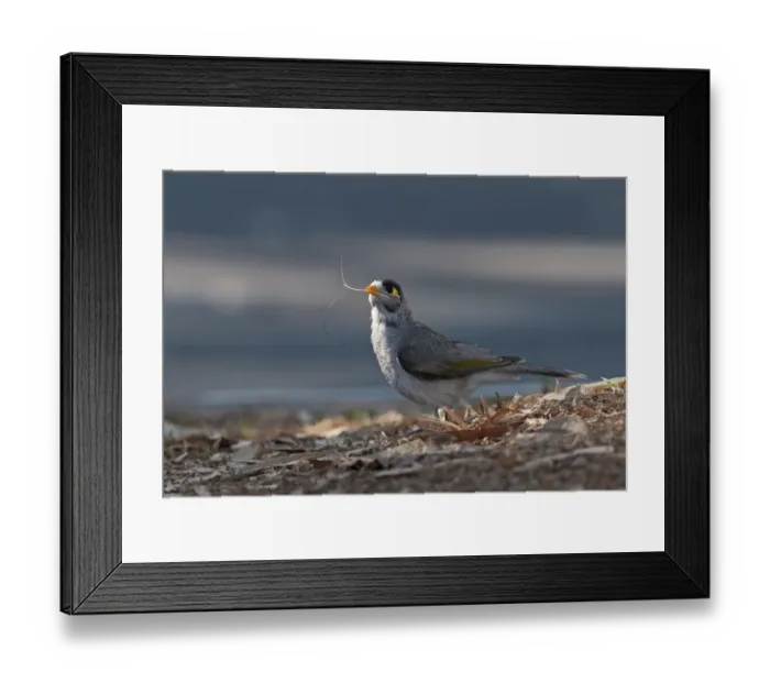 Framed Print : Noisy Miner (Manorina melanocephala) adult, collecting nesting material, Queensland, Australia Framed Print : Noisy Miner (Manorina melanocephala) adult, collecting nesting material, Queensland, Australia