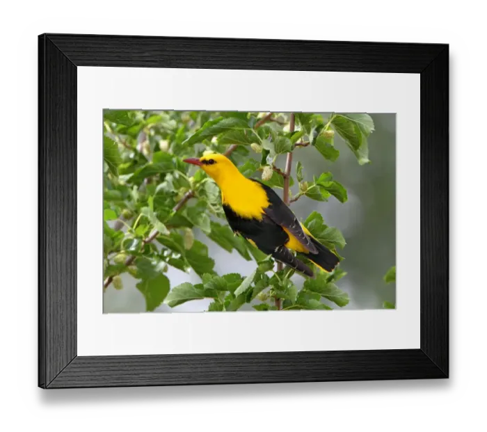 Framed Print : Golden Oriole (Oriolus oriolus) adult male, feeding on White Mulberry (Morus alba) fruit in tree, Extremadura, Spain, may Framed Print : Golden Oriole (Oriolus oriolus) adult male, feeding on White Mulberry (Morus alba) fruit in tree, Extremadura, Spain, may
