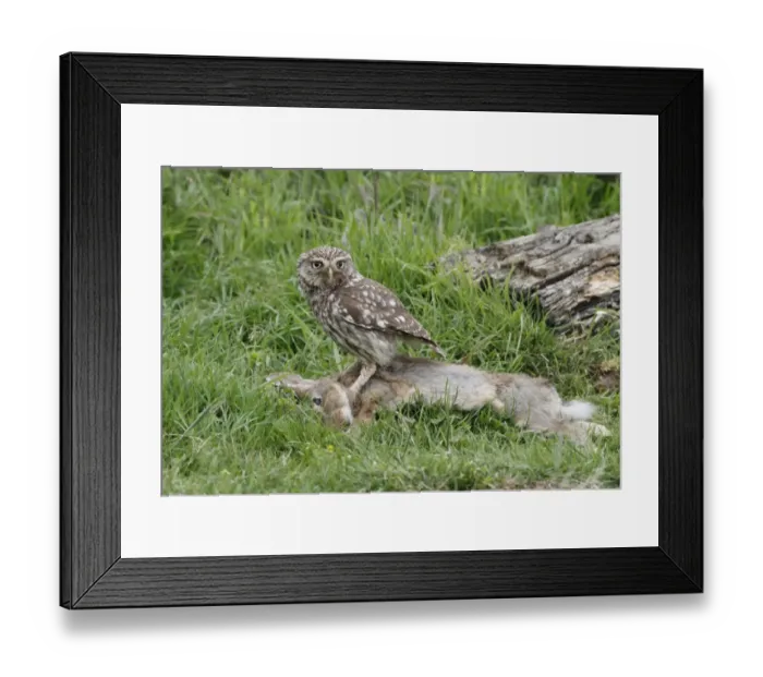 Framed Print : Little Owl (Athene noctua) adult, feeding on European Rabbit (Oryctolagus cuniculus) carcass in meadow, Leicestershire, England, june Framed Print : Little Owl (Athene noctua) adult, feeding on European Rabbit (Oryctolagus cuniculus) carcass in meadow, Leicestershire, England, june