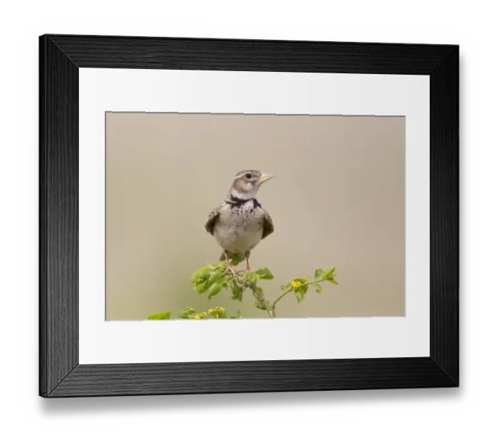 Framed Print : Calandra Lark (Melanocorypha calandra) adult, perched on stem, Bulgaria, may Framed Print : Calandra Lark (Melanocorypha calandra) adult, perched on stem, Bulgaria, may