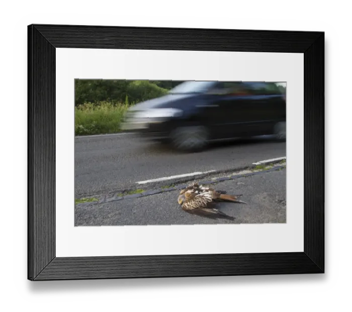 Framed Print : Red Kite (Milvus milvus) dead adult, roadkill casualty on roadside after collison with passing car, Oxfordshire, England, june Framed Print : Red Kite (Milvus milvus) dead adult, roadkill casualty on roadside after collison with passing car, Oxfordshire, England, june
