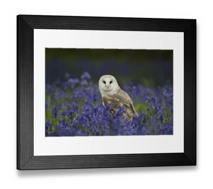 Framed Print : Barn Owl (Tyto alba) adult, standing amongst bluebells, England (captive) Framed Print : Barn Owl (Tyto alba) adult, standing amongst bluebells, England (captive)