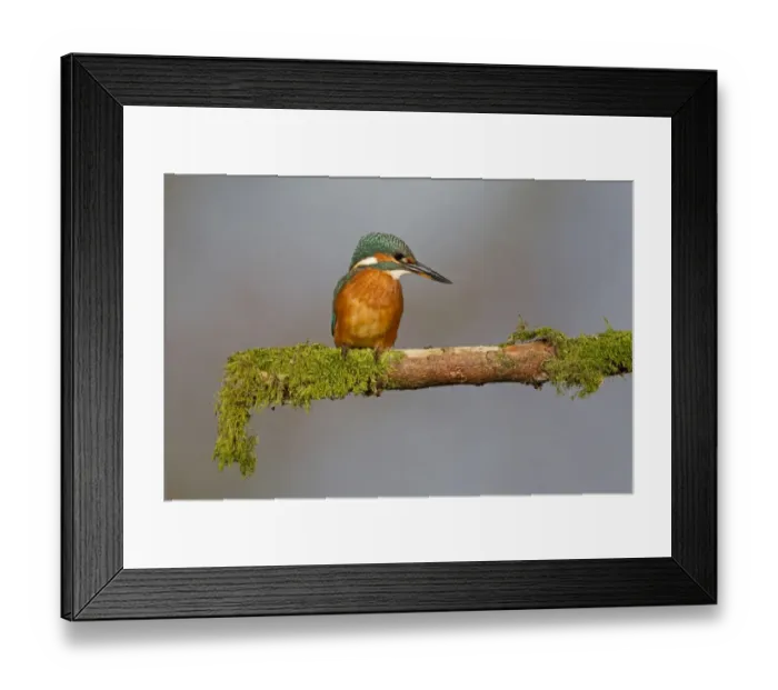 Framed Print : Common Kingfisher (Alcedo atthis) immature female, perched on mossy branch, Suffolk, England, july Framed Print : Common Kingfisher (Alcedo atthis) immature female, perched on mossy branch, Suffolk, England, july