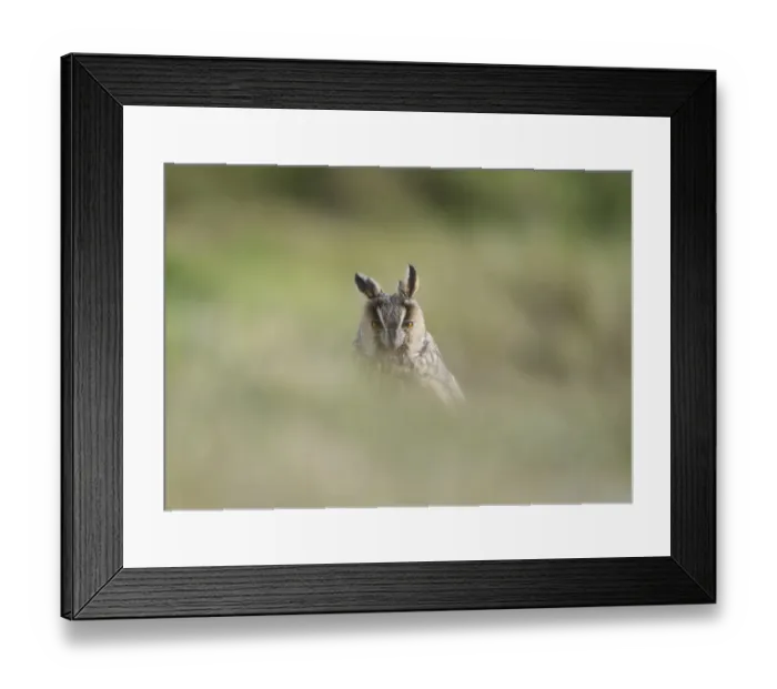 Framed Print : Long-eared Owl (Asio otus) adult, roosting in grass, Fair Isle, Shetland Islands, Scotland, october Framed Print : Long-eared Owl (Asio otus) adult, roosting in grass, Fair Isle, Shetland Islands, Scotland, october