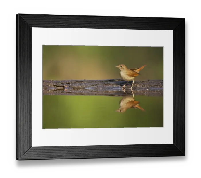 Framed Print : Common Nightingale (Luscinia megarhynchos) adult, standing at edge of forest pool, Hungary