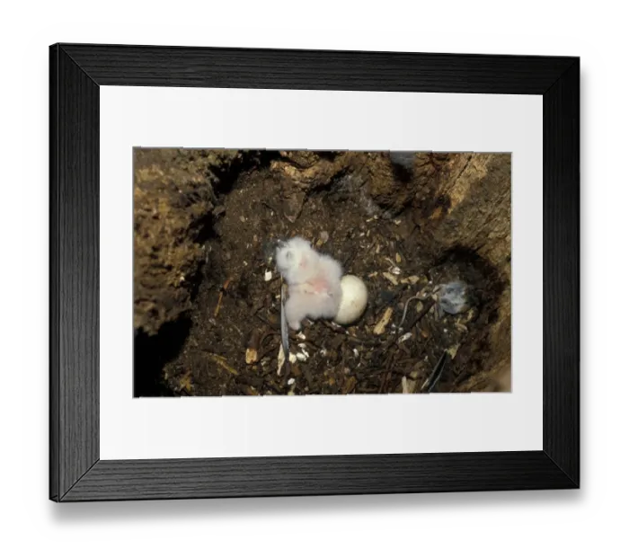 Framed Print : Tawny Owl (Strix aluco) Egg and chick in nest Framed Print : Tawny Owl (Strix aluco) Egg and chick in nest