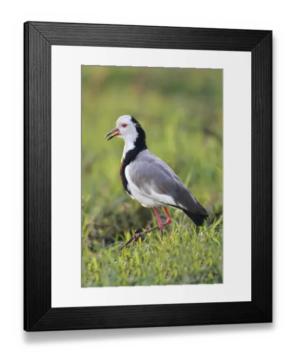 Framed Print : Long-toed Lapwing (Vanellus crassirostris) adult, walking on grass in wetland, Chobe N. P. Botswana Framed Print : Long-toed Lapwing (Vanellus crassirostris) adult, walking on grass in wetland, Chobe N. P. Botswana