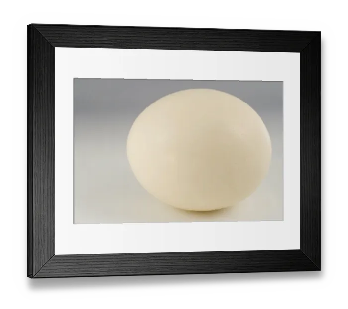 Framed Print : Ostrich (Struthio camelus) egg Framed Print : Ostrich (Struthio camelus) egg