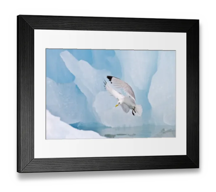 Framed Print : Black-legged Kittiwake (Rissa tridactyla) adult, in flight, landing beside blue iceberg, Spitzbergen, Svalbard, july Framed Print : Black-legged Kittiwake (Rissa tridactyla) adult, in flight, landing beside blue iceberg, Spitzbergen, Svalbard, july