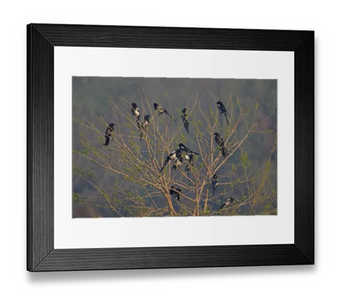 Framed Print : Common Magpie (Pica pica sericea) flock, some with sooty plumage from entering chimneys, perched in tree, Beidaihe, Hebei, China, may Framed Print : Common Magpie (Pica pica sericea) flock, some with sooty plumage from entering chimneys, perched in tree, Beidaihe, Hebei, China, may