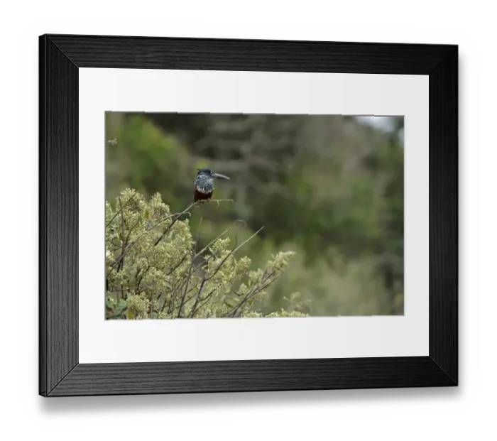 Framed Print : Giant Kingfisher (Megaceryle maxima) adult female, perched in bush, Durban, KwaZulu-Natal, South Africa Framed Print : Giant Kingfisher (Megaceryle maxima) adult female, perched in bush, Durban, KwaZulu-Natal, South Africa