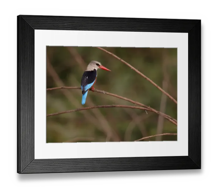 Framed Print : Grey-headed Kingfisher (Halcyon leucocephala) adult, perched on twig, Niokolo-Koba, Senegal, february Framed Print : Grey-headed Kingfisher (Halcyon leucocephala) adult, perched on twig, Niokolo-Koba, Senegal, february