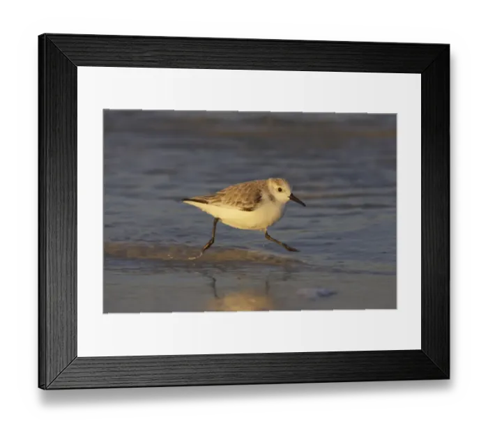 Framed Print : Sanderling (Calidris alba) adult, winter plumage, running along shore, Fort de Soto, Florida, U. S. A Framed Print : Sanderling (Calidris alba) adult, winter plumage, running along shore, Fort de Soto, Florida, U. S. A