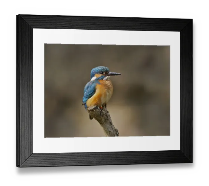 Framed Print : Common Kingfisher (Alcedo atthis) adult male, perched on stick, River Urr, Dalbeattie, Dumfries and Galloway, Scotland, may Framed Print : Common Kingfisher (Alcedo atthis) adult male, perched on stick, River Urr, Dalbeattie, Dumfries and Galloway, Scotland, may