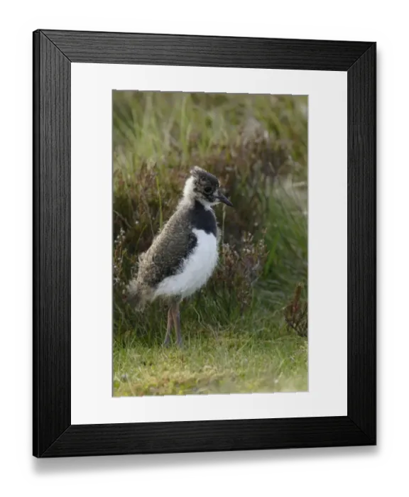 Framed Print : Northern Lapwing (Vanellus vanellus) chick, standing at edge of heather moorland, Swaledale, Yorkshire Dales N. P. North Yorkshire, England, june Framed Print : Northern Lapwing (Vanellus vanellus) chick, standing at edge of heather moorland, Swaledale, Yorkshire Dales N. P. North Yorkshire, England, june