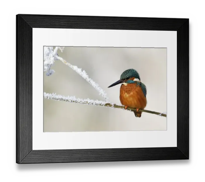 Framed Print : Common Kingfisher (Alcedo atthis) adult, perched on stem in frost, Midlands, England, december Framed Print : Common Kingfisher (Alcedo atthis) adult, perched on stem in frost, Midlands, England, december