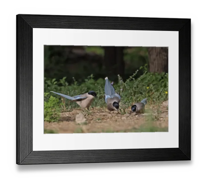 Framed Print : Azure-winged Magpie (Cyanopica cyana) three adults, feeding on insects emerging from ground, Beijing, China, may Framed Print : Azure-winged Magpie (Cyanopica cyana) three adults, feeding on insects emerging from ground, Beijing, China, may