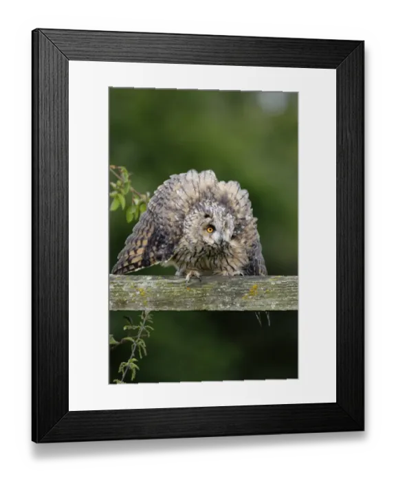 Framed Print : Long-eared Owl (Asio otus) adult, in threat posture, perched on wooden fence, Yorkshire, England, august (captive) Framed Print : Long-eared Owl (Asio otus) adult, in threat posture, perched on wooden fence, Yorkshire, England, august (captive)