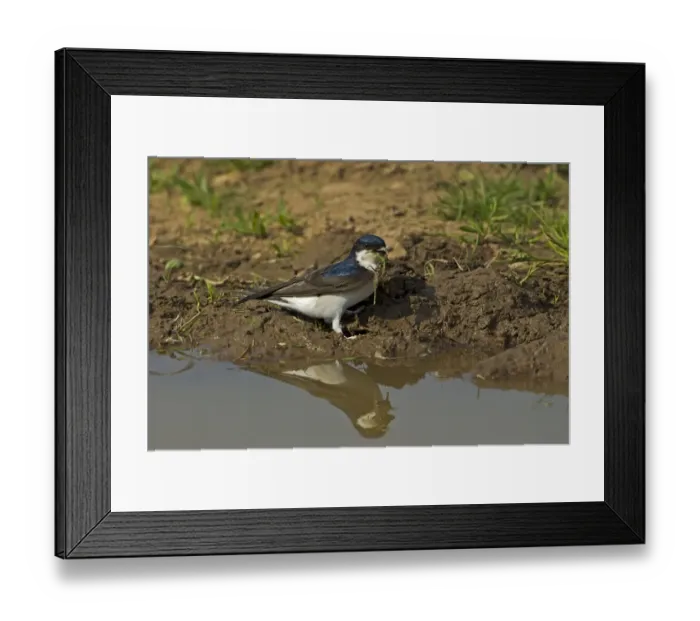 Framed Print : House Martin (Delichon urbica) adult, collecting mud for nesting material from puddle on farmland, Warwickshire, England, april