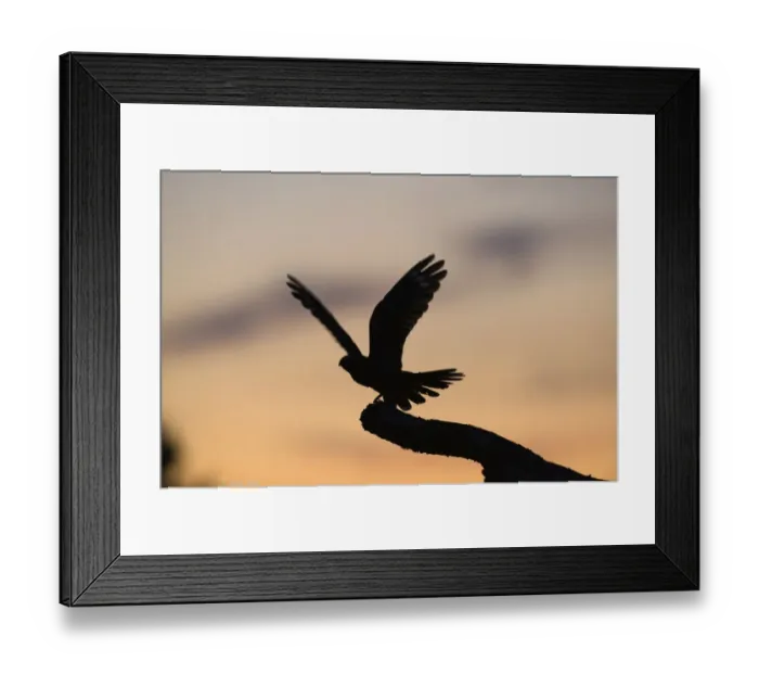 Framed Print : Eurasian Nightjar (Caprimulgus europaeus) adult male, with wings spread, standing on song post in heathland, silhouetted at dusk, North Norfolk, England, june