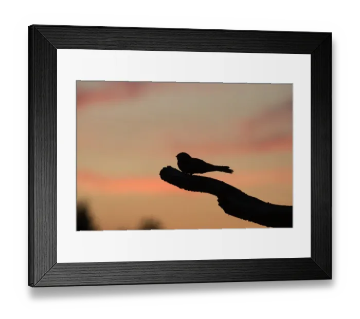 Framed Print : Eurasian Nightjar (Caprimulgus europaeus) adult male, churring on song post in heathland, silhouetted at dusk, North Norfolk, England, june Framed Print : Eurasian Nightjar (Caprimulgus europaeus) adult male, churring on song post in heathland, silhouetted at dusk, North Norfolk, England, june