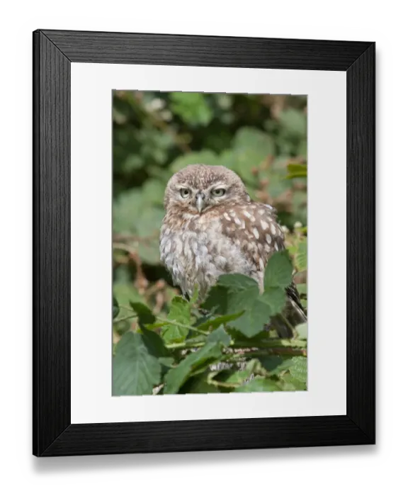 Framed Print : Little Owl (Athene noctua) immature, amongst brambles, captive Framed Print : Little Owl (Athene noctua) immature, amongst brambles, captive
